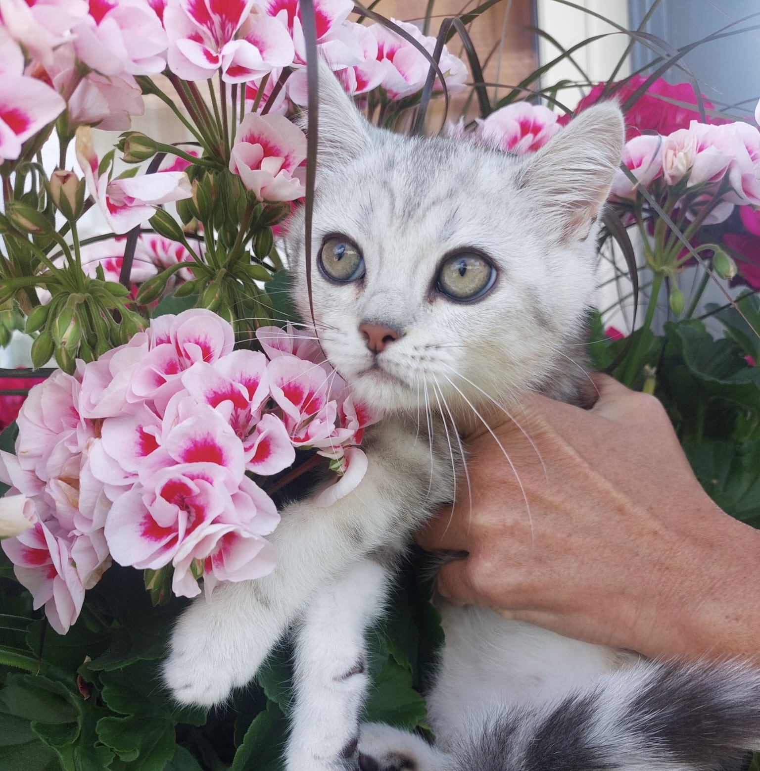 77d200c2-6ad5-4be4-a912-8dd4ea1986b3