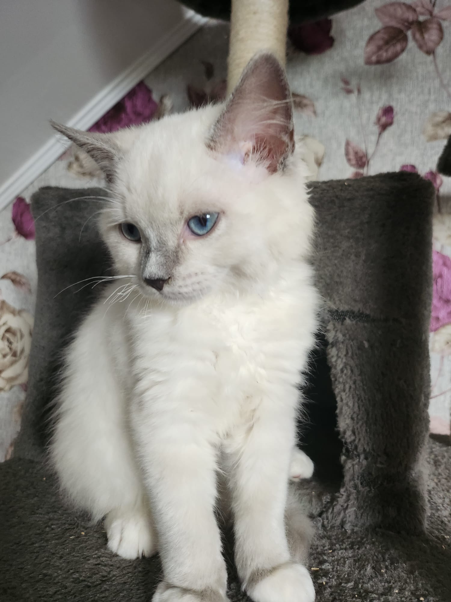 IMG-20240713-WA0010-1