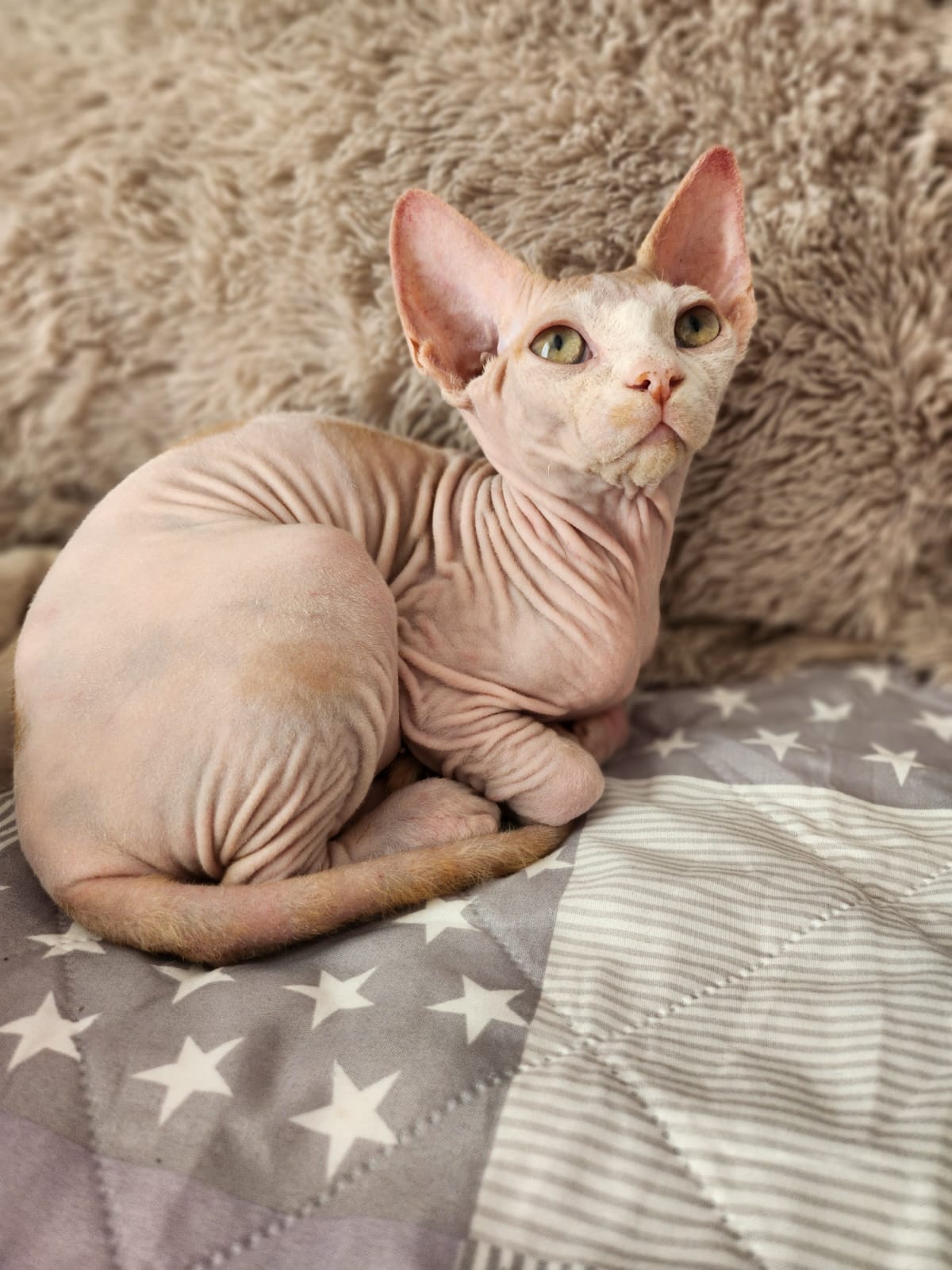 IMG-20240714-WA0009-1