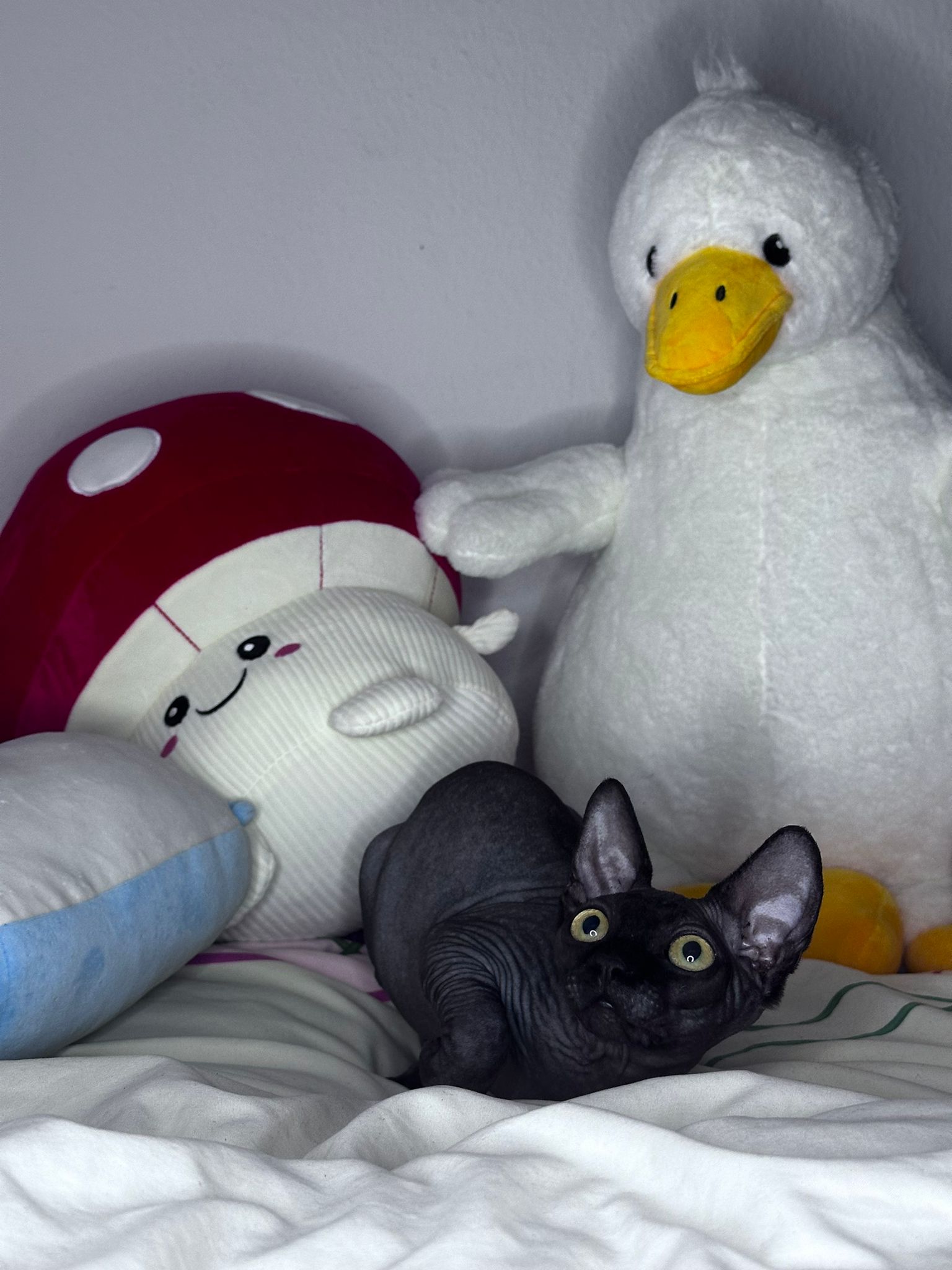 IMG-20240714-WA0014-1