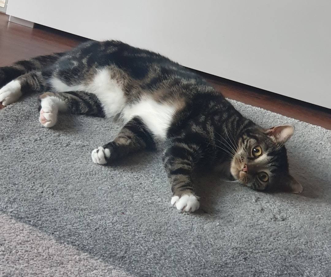 Screenshot_20240826_185649_Gallery