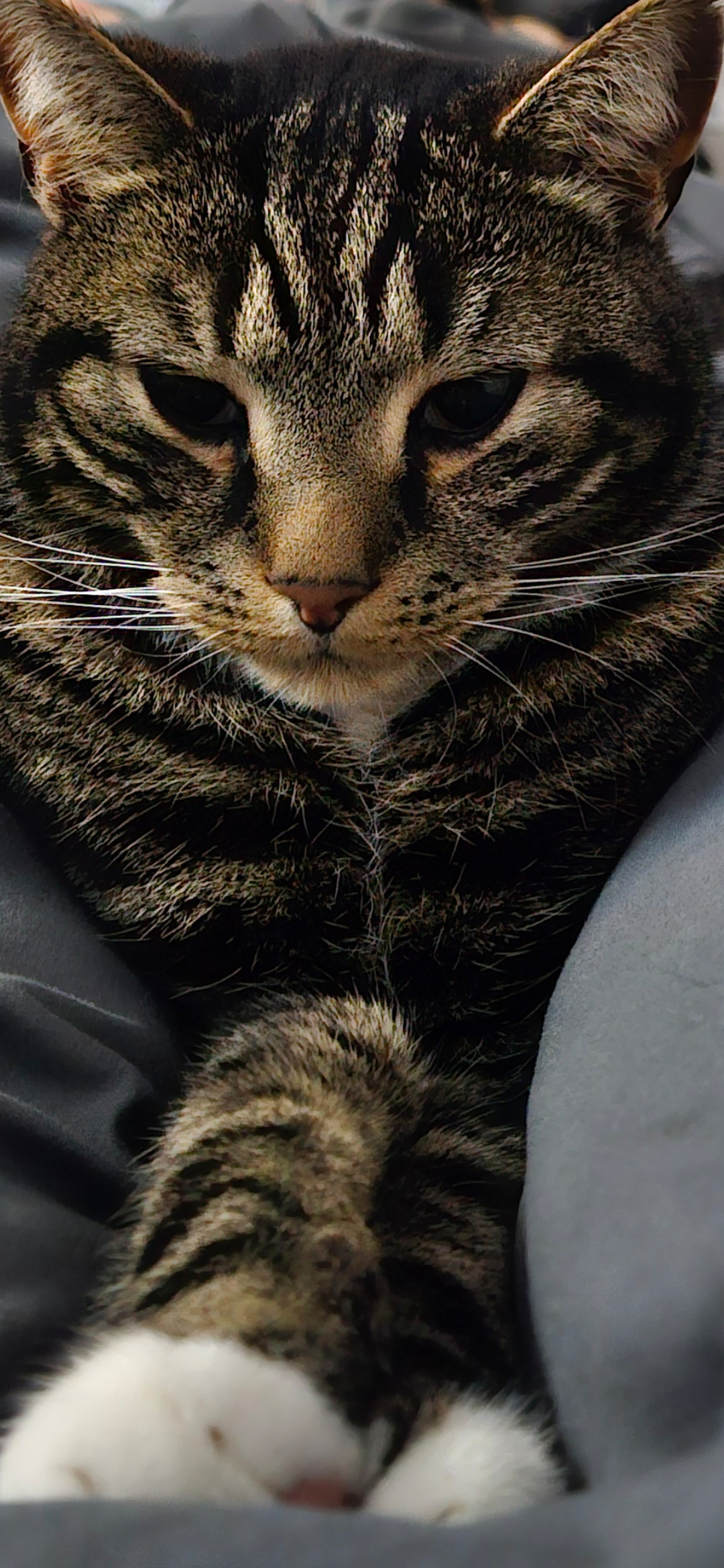 Screenshot_20240826_185835_Gallery