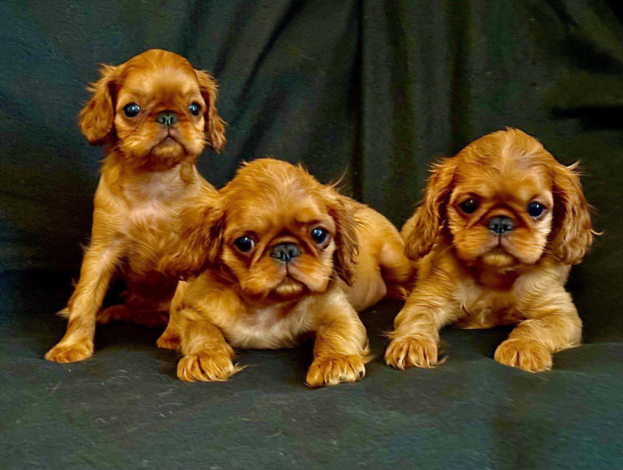 photo_2024-12-22_01-17-14