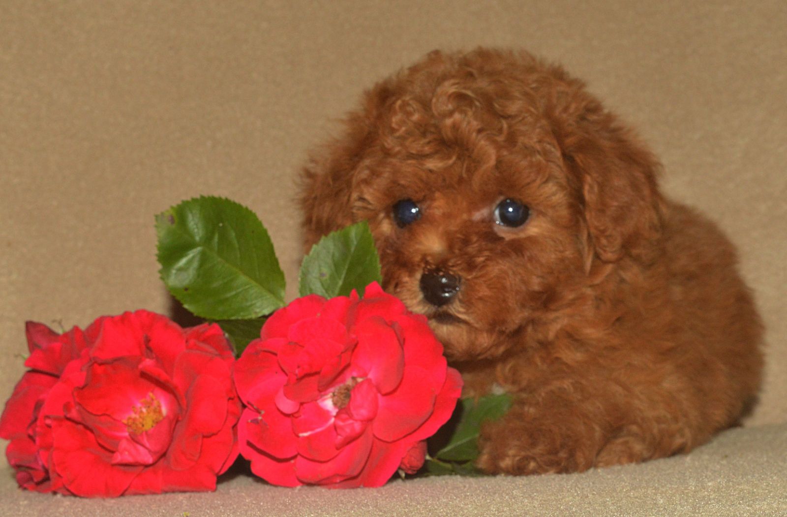 IMG-34c0b12a8155c7045e5a9560c7945ba2-V