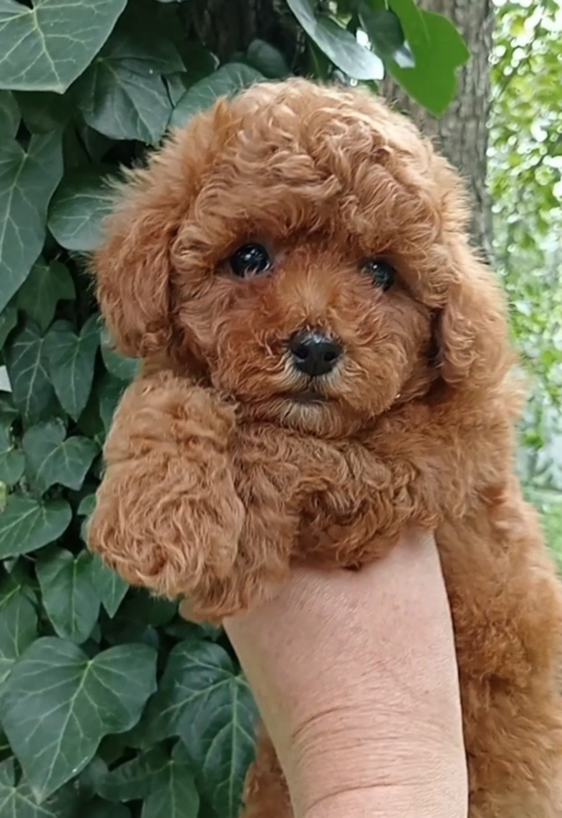 IMG-9312031ff5858be1f45485cf5a9d9e33-V