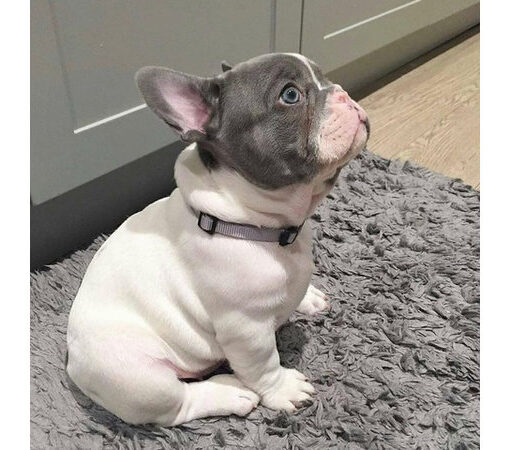 leuke-franse-stierhond-1