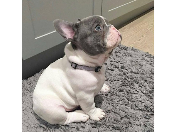 leuke-franse-stierhond-1