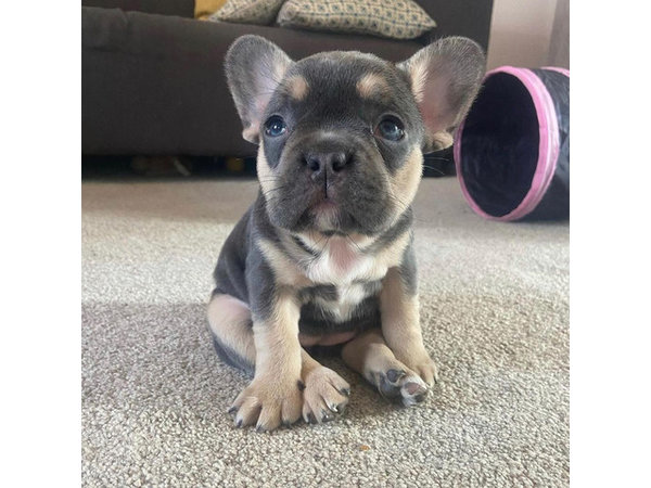 leuke-franse-stierhond-4