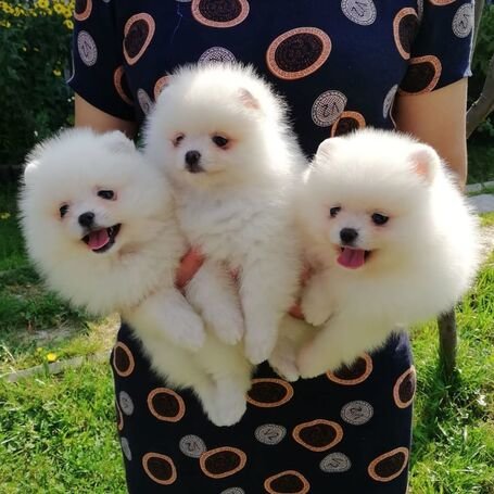 pure-white-pomeranian-puppies-ready-for-sweet-lovely-homes